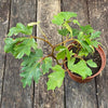 Cissus Rhombifolia Ellen Danica, organically grown tropical plants for sale at TOMsFLOWer CLUB
