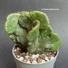 Euphorbia Leucodendron Cristata, organically grown succulent plants for sale at TOMsFLOWer CLUB.