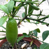 MicroCitrus Australasica, organically grown tropical plants for sale at TOMsFLOWer CLUB.