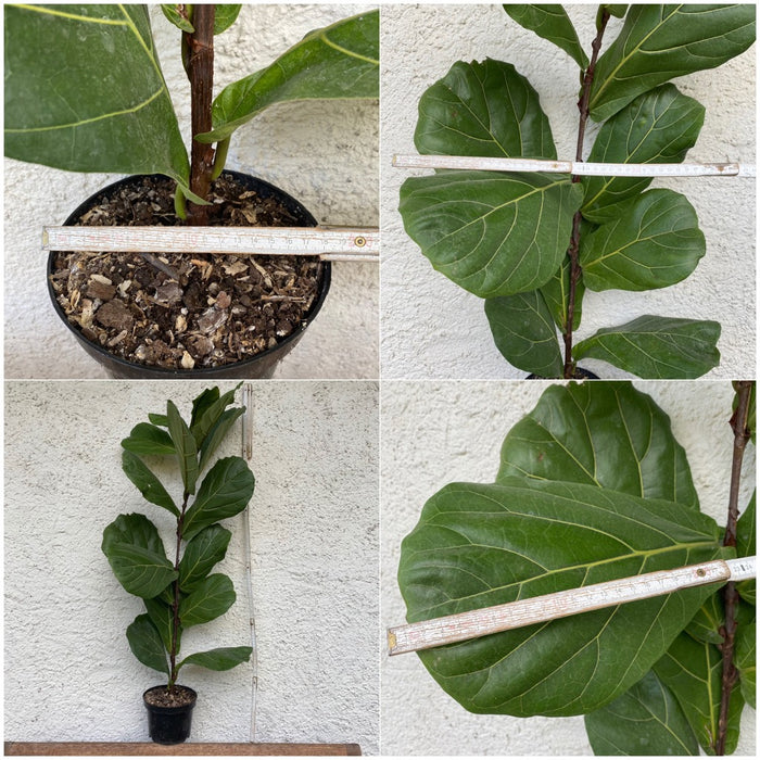 Ficus Lyrata, organically grown plants for sale at TOMsFLOWer CLUB. 