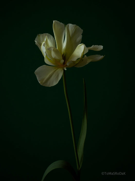 Tulip Photo Picture by Tomas Rodak for sale at TOMs FLOWer CLUB. Limited edition runs of 139 only, framed as real photo print of museum quality, behind 2mm acrylic glass, made by WhiteWall.