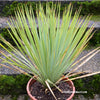 Yucca Rostrata, organically grown succulent plants for sale at TOMsFLOWer CLUB.