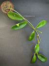 Hoya meliflua, Steckling, cutting, organically grown tropical hoya plants for sale at TOMsFLOWer CLUB, Wachsblume, Voskovka,