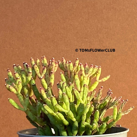 Hatiora Salicornioides, organically grown succulent plants for sale at TOMs FLOWer CLUB.