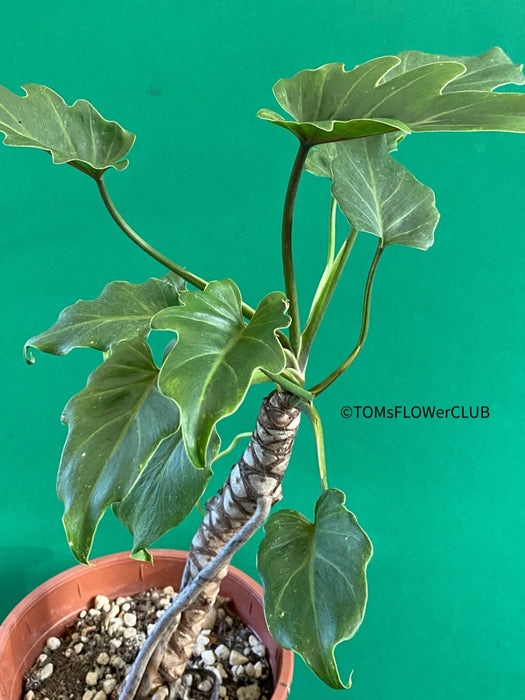 Philodendron Xanadu on the trunk, organically grown tropical plants for sale at TOMsFLOWer CLUB.
