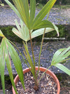 Leucothrinax Morrisii, Brittle Thatch Palm, Key Thatch Palm, palm, Palme, hardy palm trees, winterharte Palme, organically grown; plants for sale, TOMsFLOWer CLUB.