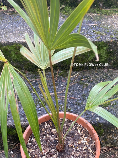 Leucothrinax Morrisii, Brittle Thatch Palm, Key Thatch Palm, palm, Palme, hardy palm trees, winterharte Palme, organically grown; plants for sale, TOMsFLOWer CLUB.