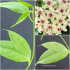 Hoya buotii, organically grown tropical Hoya plants for sale at TOMsFLOWer CLUB.