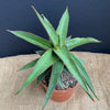Sansevieria Lavranos, organically grown succulent plants for sale at TOMsFLOWer CLUB.