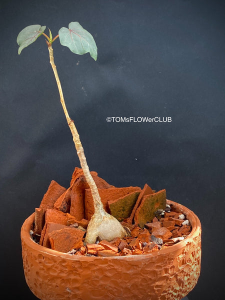 Ficus Petiolaris, stone fig, Bonsai tree, organically grown plants for sale at TOMsFLOWer CLUB.