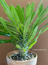 Pachypodium lamerei, organically grown Madagaskar succulent plants for sale at TOMs FLOWer CLUB.