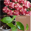 Hoya litoralis, organically grown tropical hoya plants for sale at TOMsFLOWer CLUB. 