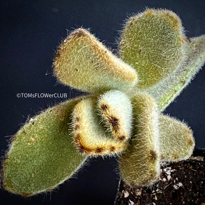 Kalanchoe Villosa, organically grown succulent plants for sale at TOMsFLOWer CLUB.