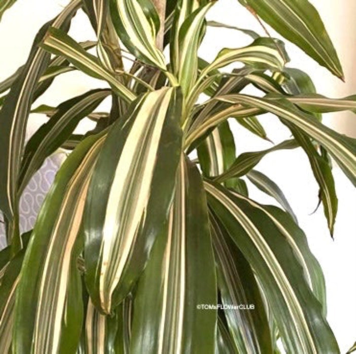 Dracaena White Bird, organically grown tropical plants for sale at TOMs FLOWer CLUB.