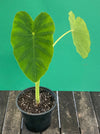 COLOCASIA ESCULENTA, Elephant Ears, organically grown tropical plants for sale at TOMsFLOWer CLUB.
