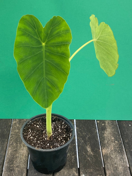 COLOCASIA ESCULENTA, Elephant Ears, organically grown tropical plants for sale at TOMsFLOWer CLUB.