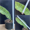 Sansevieria Macrophylla, organically grown succulent plants for sale at TOMs FLOWer CLUB.