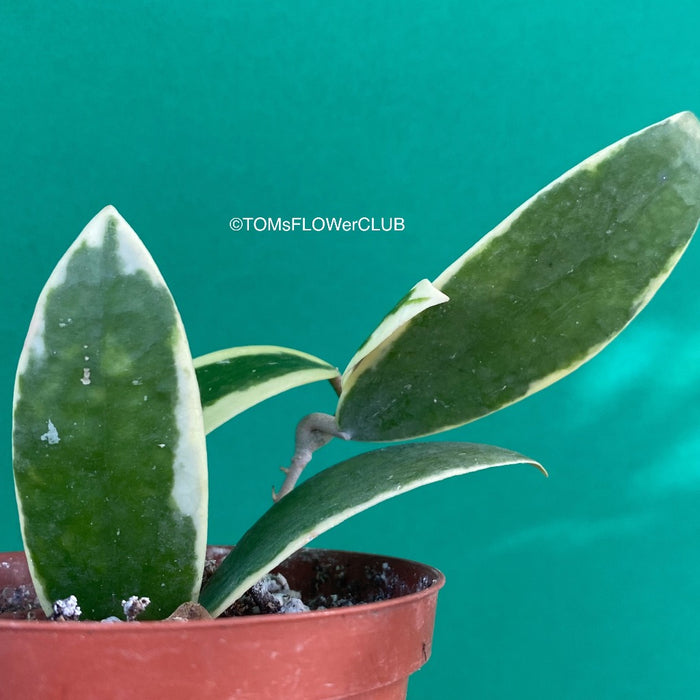 Hoya acuta albomarginata, organically grown tropical hoya plants for sale at TOMsFLOWer CLUB.