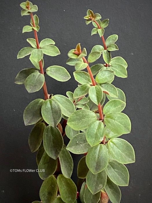 Peperomia Verticillata, organically grown succulent plants for sale at TOMsFLOWer CLUB.