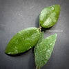 Hoya Caudata, organically grown tropical hoya plants for sale at TOMsFLOWer CLUB.