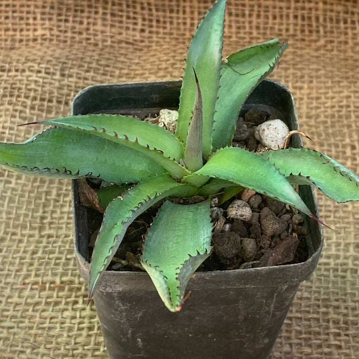 Agave Obscura / Veracruz Agave sun loving succulent plant for sale at TOMsFLOWer CLUB