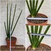 Sansevieria Erythraeae, organically grown succulent plants for sale at TOMsFLOWer CLUB.