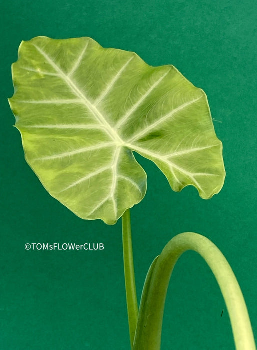 Alocasia Cadieri - Elephant Ear, organically grown tropical plants for sale at TOMsFLOWer CLUB.