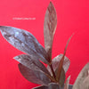 Zamioculcas Zamiifolia Black Raven, organically grown tropical plants for sale at TOMs FLOWer CLUB.