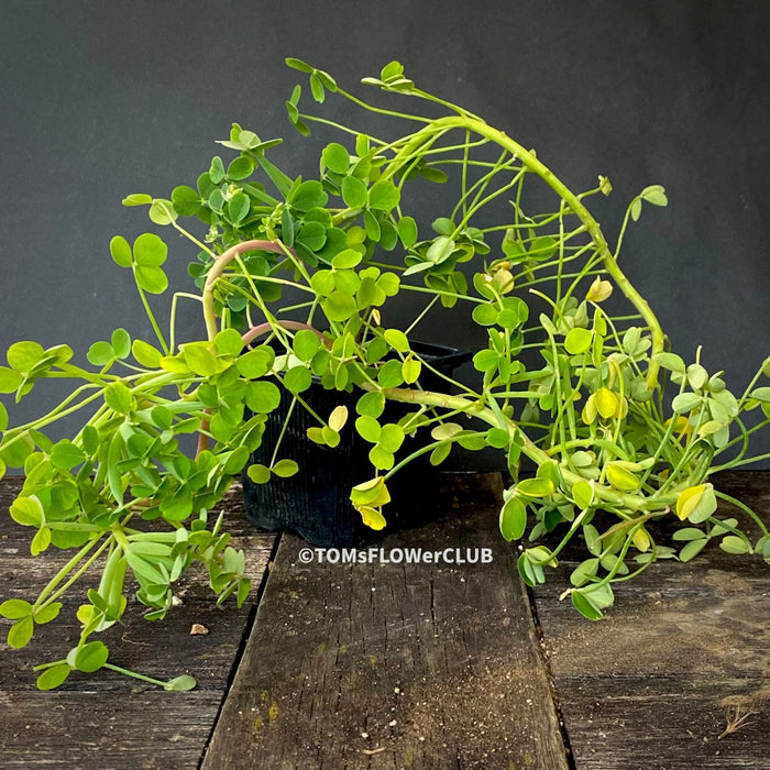 Oxalis megalorrhiza, lucky clover, shamrock, organically grown plants for sale at TOMsFLOWer CLUB.