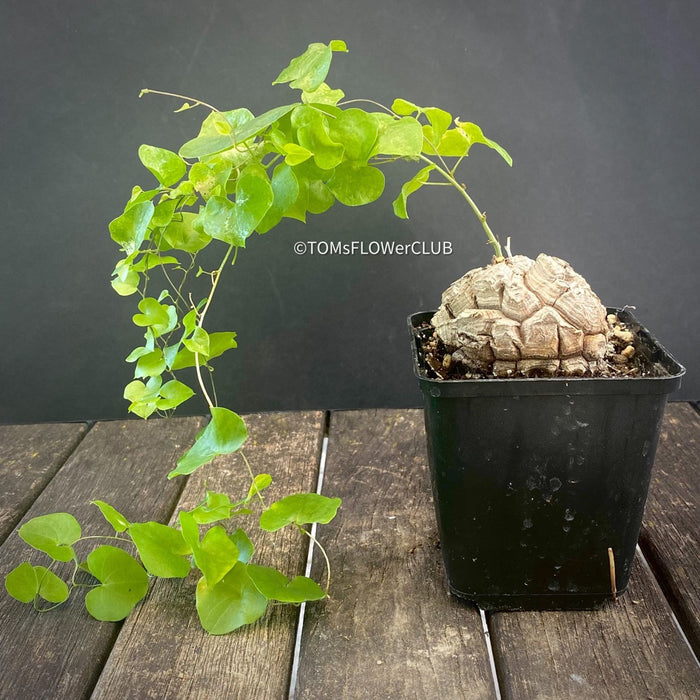 Dioscorea Elephantipes, organically grown tropical, succulent and caudex plants for sale at TOMsFLOWer CLUB