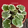 Pelargonium Zonale Albo Variegata Dwarf, Muskat, Geranium, organically grown plants for sale at TOMsFLOWer CLUB.