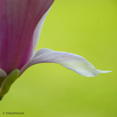 Magnolia detail by TOMas Rodak, real photo behind acrylic glass in limited edition runs of 139 for sale at TOMs FLOWer CLUB, gallery quality, signed, numbered and certified. 