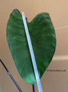Colocasia Esculenta Hawaiian Punch, organically grown tropical plants for sale at TOMsFLOWer CLUB.