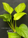 Homalomena Lemon Lime, Philodendron, organically grown tropical plants for sale at TOMsFLOWer CLUB.