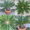 Cycas Revoluta, organically grown tropical plants for sale at TOMsFLOWer CLUB. 
