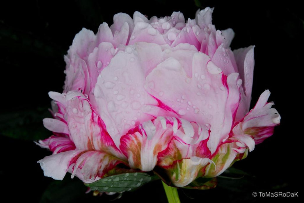 Pink peony love, still life floral art photography by Tomas Rodak, photo behind the acrylic glas made by White Wall / LUMAS; offered for sale by TOMs FLOWer CLUB.
