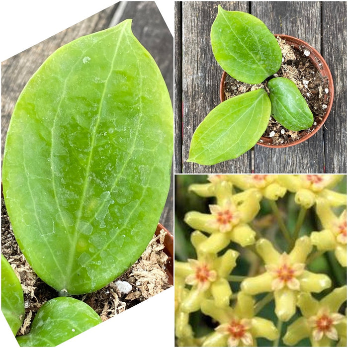 Hoya quinquenervia, Wachsblume, Hoya, tropical plant, Zimmerpflanzen, pflegeleichte Zimmerpflanze TOMs FLOWer CLUB