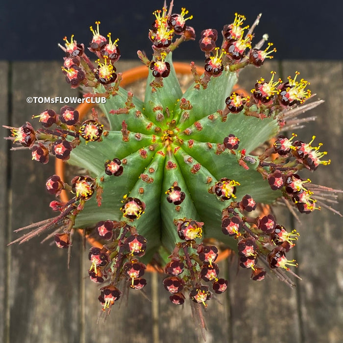 Euphorbia horrida African Milk Barrel Spurge Succulent Succulent Plant Euphorbiaceae Family Thorny Succulent Cactus-like Euphorbia Drought-tolerant Plant Euphorbia horrida Description Euphorbia horrida Care Afrikanischer Milchfass-Kaktus Wolfsmilch-Sukkulente Sukkulente Pflanze Wolfsmilchgewächse Dornige Sukkulente Kaktusähnliche Euphorbia Trockenheitsverträgliche Pflanze Euphorbia horrida Beschreibung Euphorbia horrida Pflege TOMs FLOWer CLUB