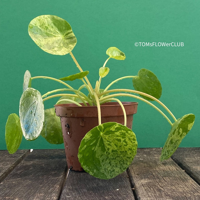 Pilea Peperomioides Mojito, organically grown tropical plants for sale at TOMsFLOWer CLUB.