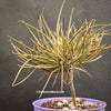 Didierea madagascariensis, organically grown succulent plants from Madagaskar for sale at TOMsFLOWer CLUB.