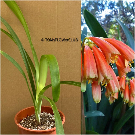 Clivia Robusta, organically grown plants by TOMs FLOWer CLUB for sale.
