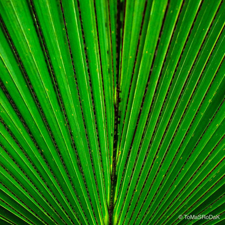 Trachycarpus fortunei, leaf scape art photo collection by TOMas Rodak for sale at TOMs FLOWer CLUB .