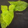 Syngonium podophyllum Mojito, organically grown tropical plants for sale at TOMsFLOWer CLUB.