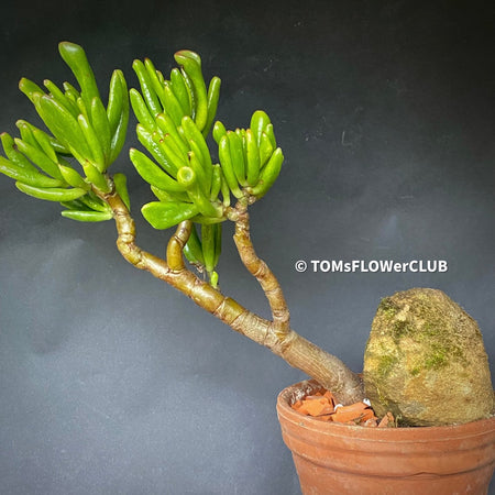 Crassula Ovata Gollum, bonsai tree in clay pot, cat friendly, money tree, organically grown succulent plants for sale at TOMsFLOWer CLUB