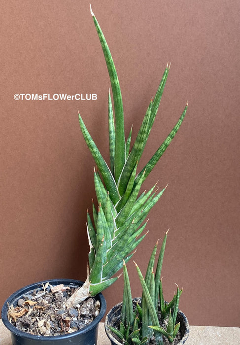 Sansevieria francisii, organically grown succulent plants for sale at TOMsFLOWer CLUB.