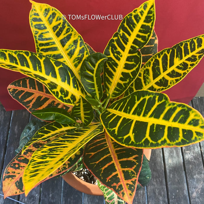 Codiaeum variegatum / Croton in Claypot, organically grown tropical plants for sale at TOMsFLOWer CLUB.