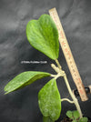 Hoya kerrii mediopicta aurea-variegata - cutting, organically grown tropical hoya plants for sale at TOMsFLOWer CLUB, Wachsblume, Herzblume, Voskovka,