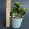 Euphorbia Leucodendron Cristata, organically grown succulent plants for sale at TOMsFLOWer CLUB.