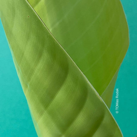Green unfolding leaf of Strelitzia Augusta in green background as ART PAPER PRINT by © Tomas Rodak, TOMs FLOWer CLUB, from 10x10cm to 50x50cm available for unlimited sale.