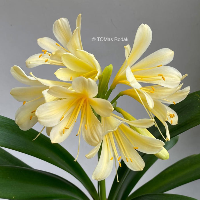 South African Clivia Miniata citrina yellow flowering in white background as ART PAPER PRINT by © Tomas Rodak, TOMs FLOWer CLUB, from 10x10cm to 50x50cm available for unlimited sale.